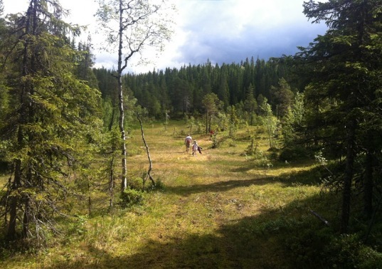 Orientering_160613_004.jpg